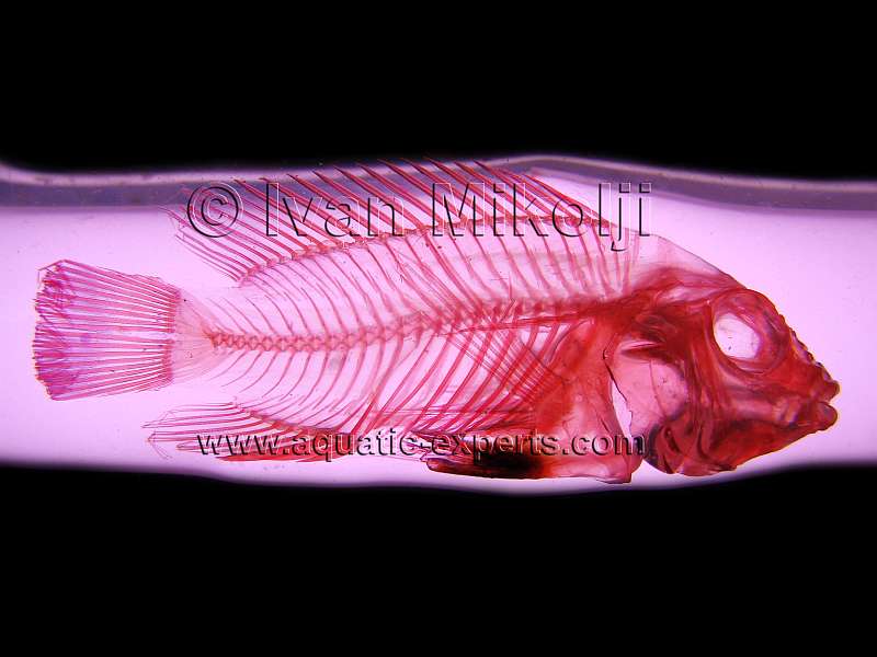 fish diaphanisation
